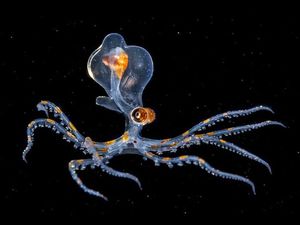 Kumpulan Hewan Transparan yang Bikin Mata Terpukau