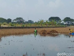 Terendam Banjir, 2.495 Hektare Sawah di Kudus Puso