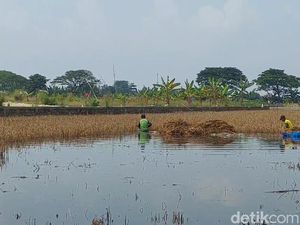 Terendam Banjir, 2.495 Hektare Sawah di Kudus Puso Terendam Banjir, 2.495 Hektare Sawah di Kudus Puso