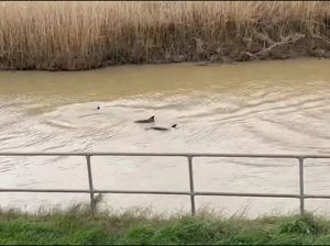 Lagi, Lumba-lumba Kedapatan Berenang di Sungai Keruh