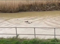 Lagi, Lumba-lumba Kedapatan Berenang di Sungai Keruh