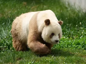 Panda Tidak Semuanya Hitam Putih Panda Tidak Semuanya Hitam Putih