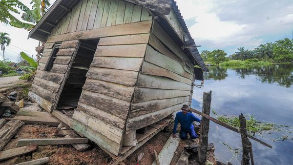 Penampakan Rumah Roboh Terseret Gulma di Muaro Jambi