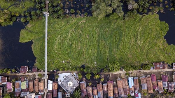 Penampakan Tumpukan Gulma di Sungai Kumpeh Jambi