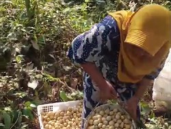 Harga Jual Duku Terjun Bebas Bikin Petani di Jambi Ogah-ogahan Panen