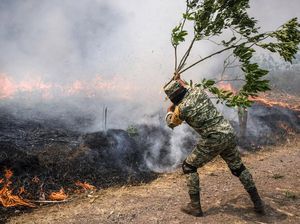 Si Jago Merah Lalap Hutan di Meksiko Si Jago Merah Lalap Hutan di Meksiko