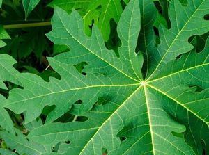 Viral DBD Disebut Bisa Sembuh Dengan Jus Daun Pepaya, Begini Faktanya Viral DBD Disebut Bisa Sembuh Dengan Jus Daun Pepaya, Begini Faktanya