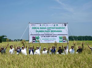 Jaga Pasokan, Begini Potret Panen Padi Bersama di Indramayu