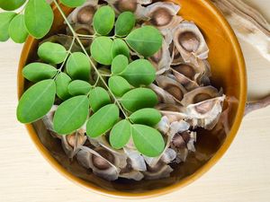 Daun Kelor Bisa Mengusir Jin, Biji Kelor Justru Enak Dibikin Kopi Daun Kelor Bisa Mengusir Jin, Biji Kelor Justru Enak Dibikin Kopi