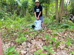Harga Duku Anjlok, Petani Ogan Ilir Biarkan Buah Busuk di Pohon