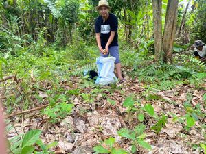 Harga Duku Anjlok, Petani Ogan Ilir Biarkan Buah Busuk di Pohon Harga Duku Anjlok, Petani Ogan Ilir Biarkan Buah Busuk di Pohon