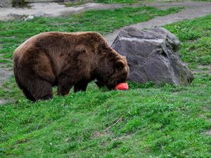 Ketika Hewan-Hewan di Kebun Binatang Jerman Berburu Telur Paskah