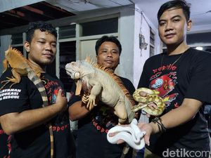 Reo Reptile Independent, Komunitas Pencinta Reptil yang Hobi Edukasi Warga