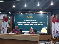 151 Sapi Impor dari Australia Mati saat ke RI Gegara Wabah, Bangkainya Hilang