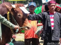 Budaya Aduan Sapi Khas Bondowoso, Riwayatmu Kini