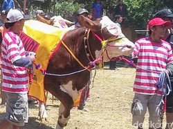 Menengok Sejarah Aduan Sapi, Budaya Khas Bondowoso Peninggalan Ki Ronggo