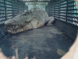 Akhir Teror Buaya Raksasa di Queensland