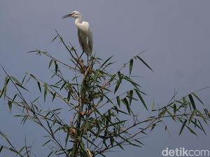 Cara Imas Berdamai dengan Bisingnya Kicauan Burung Blekok