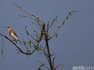 Berkenalan dengan Penghuni Kampung Belekok Bandung