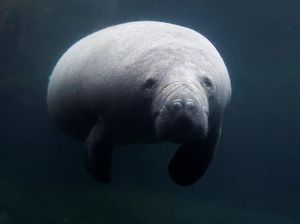 Kebun Binatang Paris Kedatangan Sapi Laut Betina, Begini Potretnya Kebun Binatang Paris Kedatangan Sapi Laut Betina, Begini Potretnya