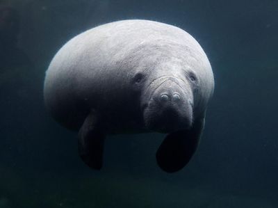 Kebun Binatang Paris Kedatangan Sapi Laut Betina, Begini Potretnya