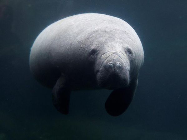 Kebun Binatang Paris Kedatangan Sapi Laut Betina, Begini Potretnya