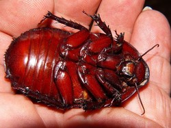 4 Jenis Kecoa Raksasa di Dunia, Ada yang Segede Kepalan Tangan