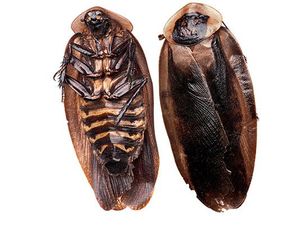 Mengapa Kecoa Ada di Mana-mana? Alasannya Karena Ulah Manusia Mengapa Kecoa Ada di Mana-mana? Alasannya Karena Ulah Manusia