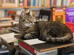 Perpustakaan Ini Terima Foto Kucing untuk Biaya Buku