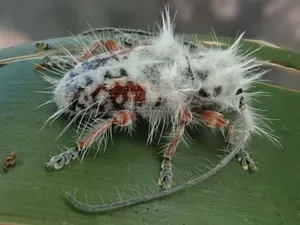 Baru! Ditemukan Kumbang Jabrik, Hampir Dikira Tahi Burung