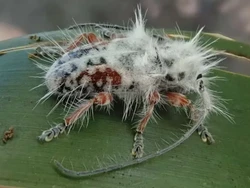 Baru! Ditemukan Kumbang Jabrik, Hampir Dikira Tahi Burung