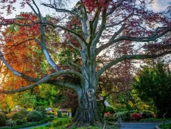 Si Jantung Taman Jadi Pohon Tahun Ini