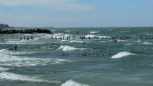 Potret Warga Gaza Bertaruh Nyawa demi Ambil Bantuan di Tengah Laut