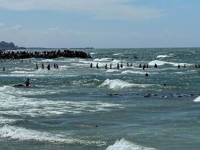 Potret Warga Gaza Bertaruh Nyawa demi Ambil Bantuan di Tengah Laut