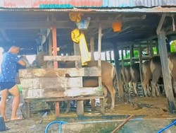 Rafiud Drajat, Bek Persela yang Tak Gengsi Bantu Orang Tua Ternak Sapi