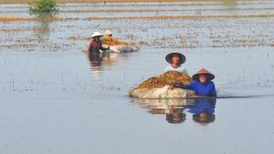 Ribuan Hektare Lahan Padi di Kudus Gagal Panen Imbas Banjir