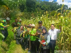 Bapanas Minta Warga Tanam-Konsumsi Sorgum untuk Tekan Impor Beras