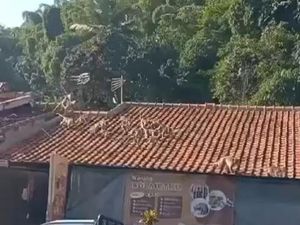 Kata Pakar Unpad soal Gerombolan Monyet di Soreang Bandung Kata Pakar Unpad soal Gerombolan Monyet di Soreang Bandung