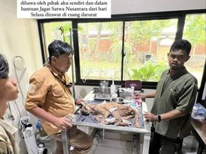 Kucing Okin Mati Diperkirakan karena Malnutrisi, Netizen Riuh Kucing Okin Mati Diperkirakan karena Malnutrisi, Netizen Riuh