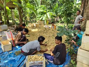 Harga Duku Rasuan Asal OKU Timur Masih Dijual Rp 12.000/Kg Harga Duku Rasuan Asal OKU Timur Masih Dijual Rp 12.000/Kg