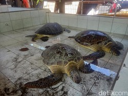 18 Penyu Hijau Sitaan Polres Jembrana Siap Dilepasliarkan