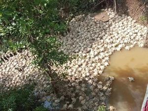Peternak Buang Ribuan Bangkai Ayam di Sungai Mura Diperiksa Polisi, Ini Hasilnya
