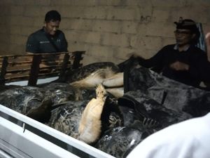 Penyelundupan 18 Penyu di Jembrana, 1 Orang Ditangkap Penyelundupan 18 Penyu di Jembrana, 1 Orang Ditangkap