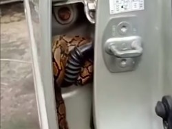 Kaget Banget! Warga Depok Syok Ada Sanca saat Buka Pintu Mobilnya