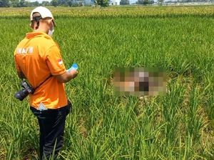 Jenazah Lansia Sujud di Tengah Sawah Gegerkan Warga Kota Probolinggo