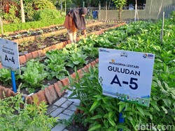 Kisah Warga Medokan Ayu Surabaya Sulap Area Rawa Jadi Urban Farming