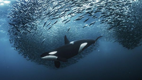 Karya Spektakuler Kontes Foto Alam yang Menyihir Mata