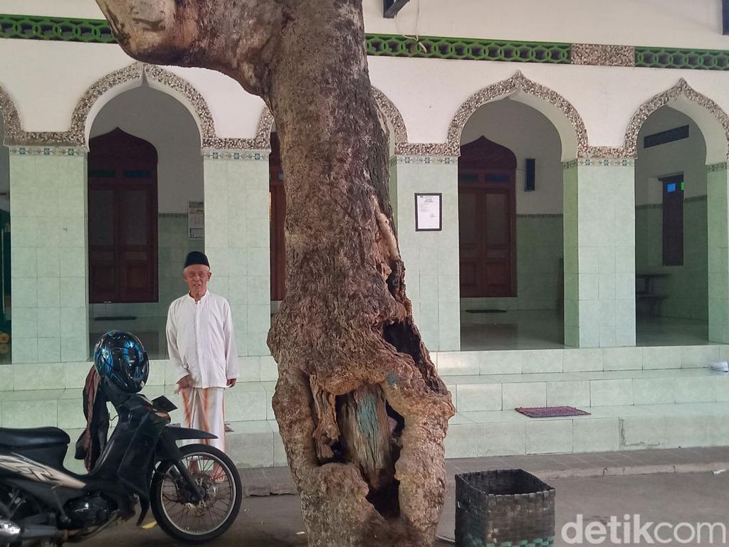 Pohon Kantil Ini Jadi Saksi Bisu Masjid Berusia 4 Abad di Klaten