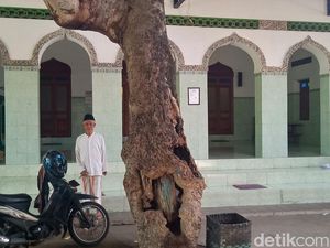 Kisah Pohon Kantil Saksi Sejarah Masjid Berumur 4 Abad di Klaten Kisah Pohon Kantil Saksi Sejarah Masjid Berumur 4 Abad di Klaten