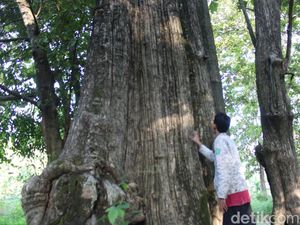 Legenda Jati Denok di Blora,  Tempat Sembunyi Putri Kediri dan Dijaga Harimau